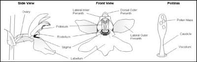 Image result for Orchidaceae