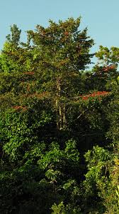 Image result for Symphonia globulifera