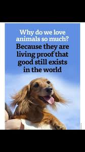 I Will Always Love Animals More Than People Animal Love Quotes I Love Dogs Dogs