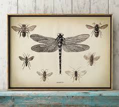 Dragonfly Print Dragon Fly Print Study Of Insects Chart