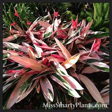 Bird Of Paradise Flower Meaning In Tamil Triostar Stromanthe Miss Smarty Plants Plants For Shady Areas Plants Birds Of Paradise Plant