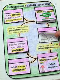 Science Interactive Notebook Cells Photosynthesis And Cellular Respiration Interactive Science Notebook Cellular Respiration Foldable