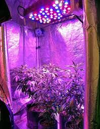 But the truth is, there is no single best grow light. the best cannabis lighting is actually a combination of different light sources. 10 Led Grow Lights Ideas Led Grow Lights Grow Lights Led