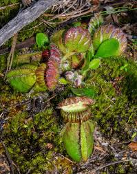 Image result for Agelanthus patelii