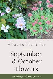 15 Reliable Fall Flowers To Plant An Oregon Cottage In 2020 Plants Planting Flowers October Flowers