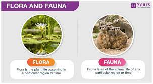 Flora And Fauna Flora And Fauna Fauna Flora