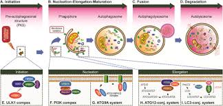 The tmn staging is used for most solid tumors while the roman numeral or stage grouping method is used by some clinicians and. Autophagy And Autophagy Related Proteins In Cancer Molecular Cancer Full Text