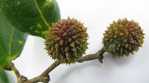 Image result for Chaetocarpus