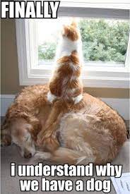 This I Can Live With Funny Animal Pictures Cute Animals Funny Cats