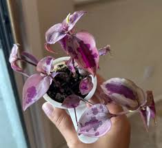 Image result for Tinnea galpinii