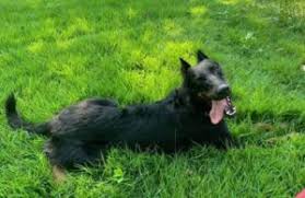 Please verify all information with the seller. 7 Best Beauceron Breeders In The United States 2021 We Love Doodles