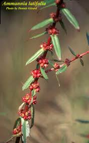 Image result for Ammannia baccifera