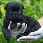 The 10 Most Expensive Purebred Dogs Ever | The Dog People ...