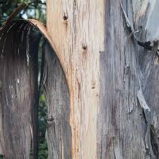 Image result for tree bark
