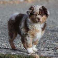 Dd Mini Toy Aussies Request Information 16 Photos Pet Breeders Delta Co Phone Number Yelp