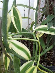 Shop online from our wide selection of tropical and subtropical plants like variagated vanilla. Creamsicle Real Vanilla Orchid Kens Nursery