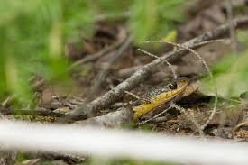 Keeping your grass mowed is a good way to prevent snakes from slithering around your yard. How To Keep Snakes Out Of Your Yard But Should You Hello Homestead
