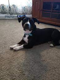 When you choose a mixed dog, the combination of breeds can result in unique dogs that favor one breed or the other, so their. Meet Hacker Pitbull Basset Hound Mix Mixedbreeddogs