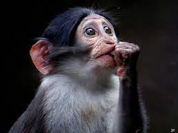 Sooty Mangabey Primates Animals Gorilla