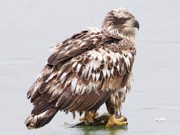 Large Birds With White Heads Bald Eagle Ebird In 2020 Bald Eagle Bald Eagle Photo Haliaeetus Leucocephalus