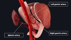 Gideon1 answered the question on september 22, 2017 at 20:49. Arterial Supply To The Stomach Complete Anatomy
