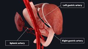 Dozens of innominate artery diagram html wiring diagram examples let you be instantly productive. Arterial Supply To The Stomach Complete Anatomy