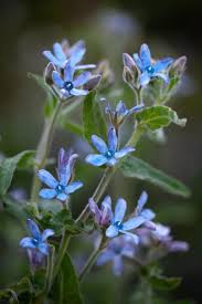 Tweedia caerulea blue milkweed vine. Tweedia Caerulea Heavenborn Seeds 4 25 From Chiltern Seeds Chiltern Seeds Secure Online Seed Catalogue And Shop