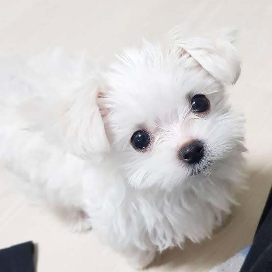 images?q=tbn:ANd9GcTwdk6AnHCtQV-4WXqHDnlxgR8arbh5KIZcQw&usqp=CAU