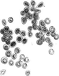 Image result for Ptaeroxylon