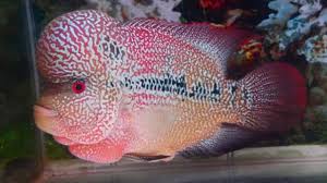 Bagi siapa saja yang memelihara dan ukuran akuarium yang baik untuk ikan louhan adalah 3/4 lebih besar dari ukuran tubuh louhan. 7 Cara Budidaya Ikan Louhan Cencu Yang Tak Perlu Pusing Ilmubudidaya Com