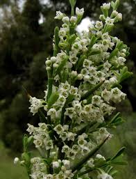 Image result for Wahlenbergia petraea