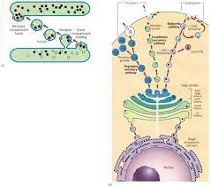 An Overview Of The Biosynthetic Secretory And Endocytic Pathways That Unite Endomembranes Into A Dynamic Interconnected Network