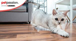 E' una razza a pelo corto molto antica, diffusa in thailandia, già nel. Ecco Le Migliori Razze Di Gatti Da Appartamento