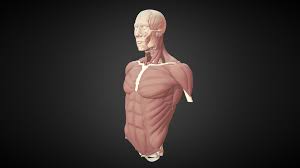 See more ideas about anatomy, anatomy reference, anatomy for artists. Torso Study 2017 Muscles Buy Royalty Free 3d Model By Hammer Jackhammer 50fd8e9