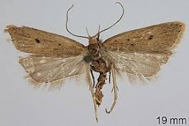 Image result for Acompsia subpunctella