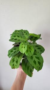 Image result for Leucas milanjiana