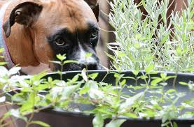 As a matter of fact, adding this popular plant to your dog's diet can drastically improve the animal's health and help your puppies deal with some very nasty medical conditions we have mentioned in the previous section. 4 Dog Friendly Herbs Parsley Oregano Peppermint Rosemary