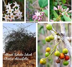 Image result for Ehretia obtusifolia