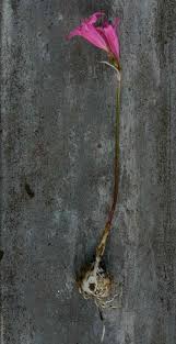 Image result for Cyrtanthus galpinii