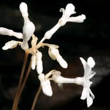 Image result for Gymnosiphon