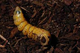 In this case, the beetle larvae are creamy white. Palo Verde Grub Fact Sheet