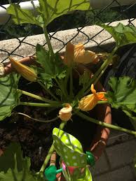 Jun 28, 2021 · the first thing you'll need to do is identify the male and female flowers. Gender Biased Zucchini Why Do I Get Only Male Flowers 3 Plants About 15 Flowers All Male Gardening