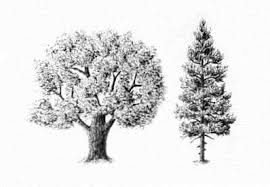 Segui il tutorial ed impara a disegnare diverse tipologie di alberi. Come Disegnare Alberi Design E Illustrazione Sviluppo Di Siti Web Giochi Per Computer E Applicazioni Mobili
