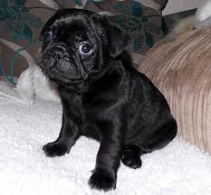 It loves companionship and bonds with animals and families. Frenchie Pug Frug French Bulldog Pug Mix Info Puppies Temperament Video