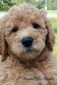 Standard ➕ mini goldendoodles interested in a pup? Available Upcoming Puppies Puppies Cute Animals Cute Dogs