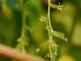 Image result for Dioscorea asteriscus