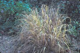 Image result for Panicum infestum