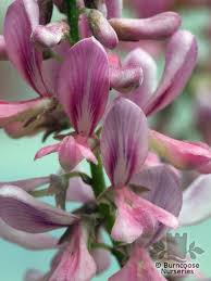 Image result for Indigofera bainesii