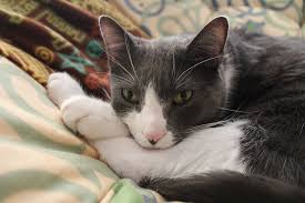 55 creative black and white cat name ideas. 140 Cat Names That Start With L Great Names For Cats