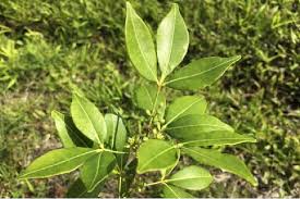 Image result for Toddalia